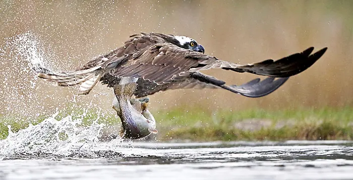 Как быстро выучить английский - 12 акцентов