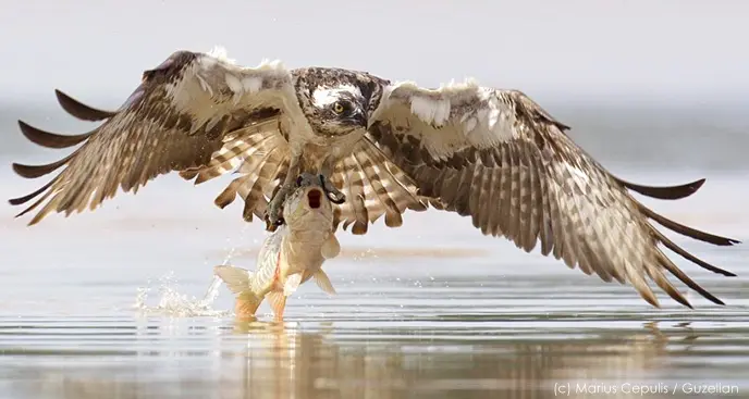 Чтобы быстро учить английский нужно правильно запоминать