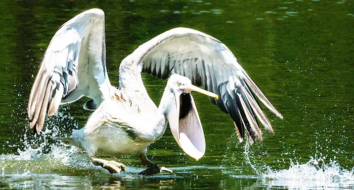 7 типичных ошибок при изучении английского